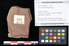 Foto (Objekt + Etikett) von Pinus ciliata Ettingshausen (NHMW-GEO-2024-0188-0323)